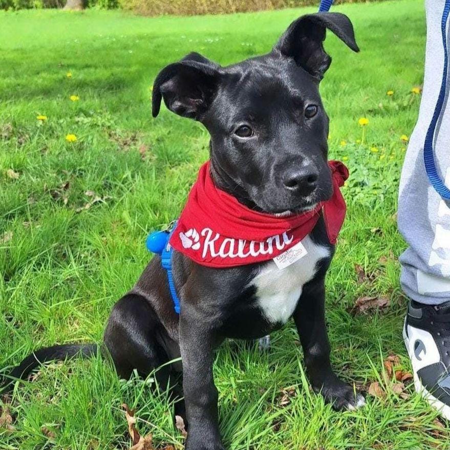 Hundehalstuch mit Name & Pfote • Wendehalstuch