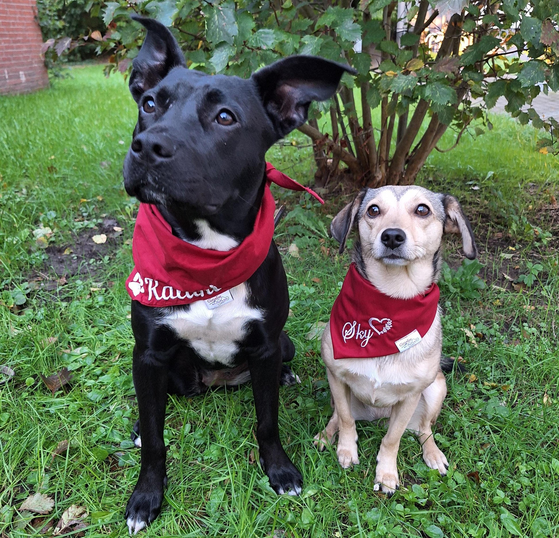 Personalisiertes Hundehalstuch • Wendbar