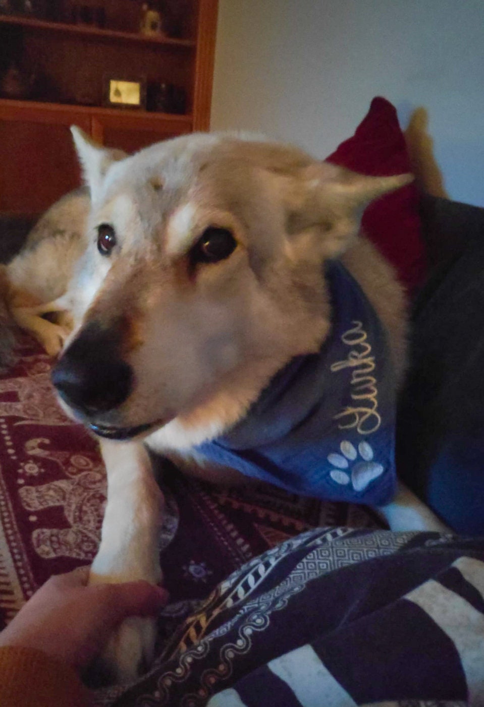 Hundehalstuch mit Namen aus Musselin