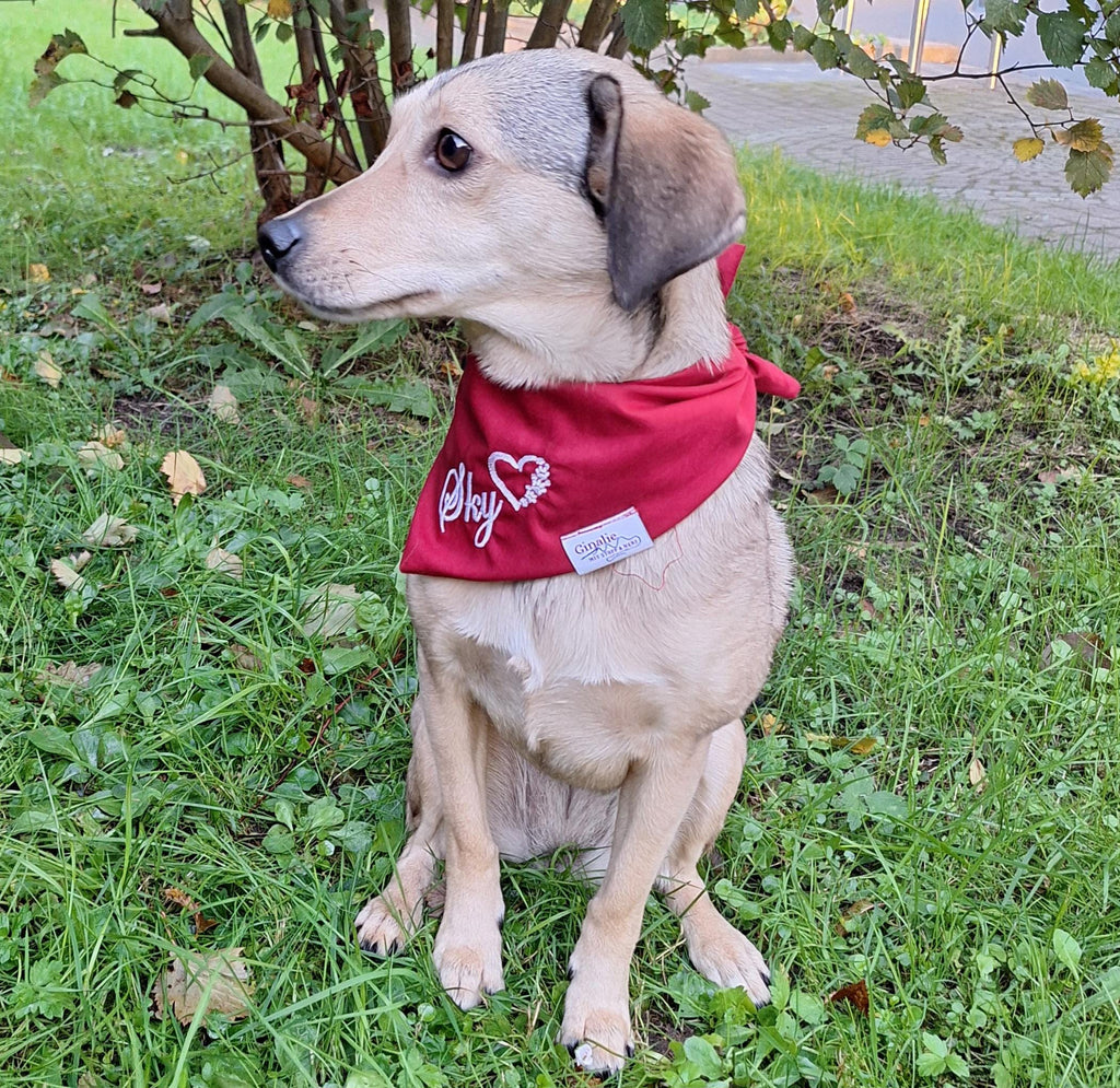 Personalisiertes Hundehalstuch • Wendbar