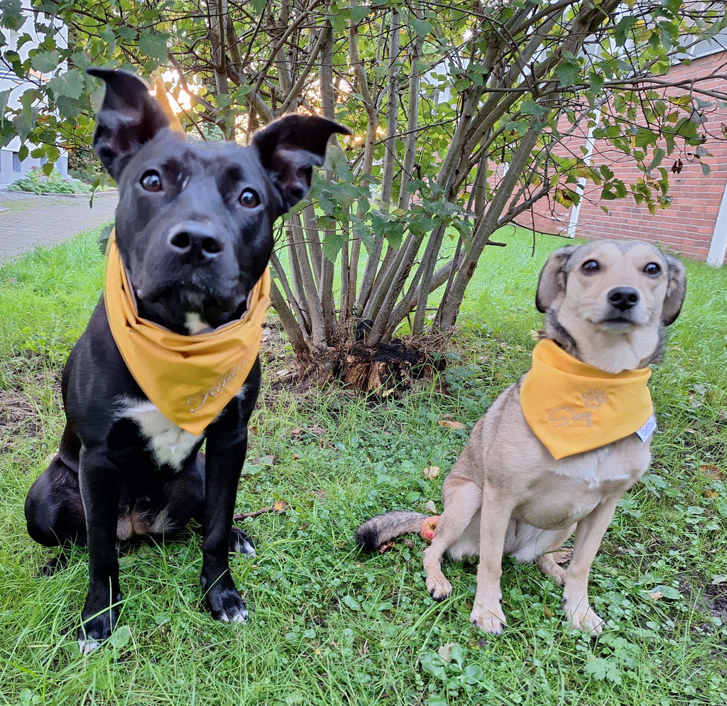 Personalisiertes Hundehalstuch • Wendbar