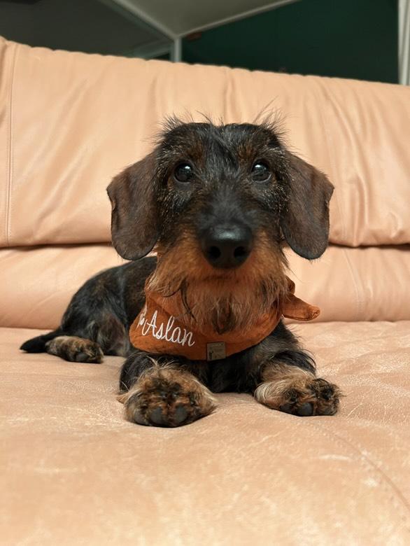 Hundehalstuch mit Namen aus Musselin