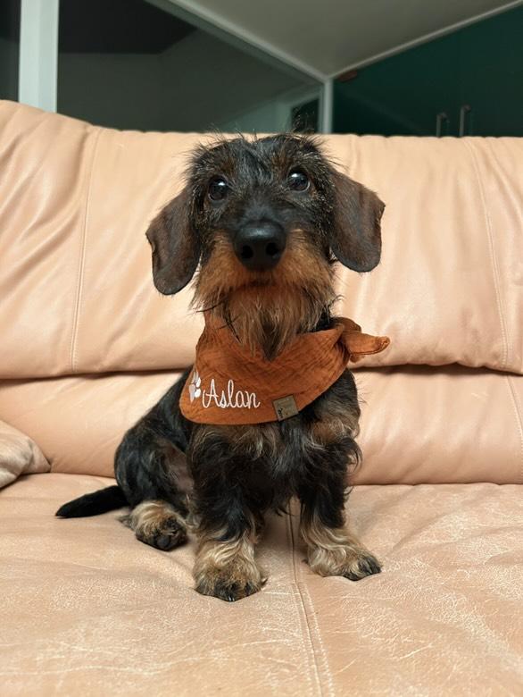 Hundehalstuch mit Namen aus Musselin